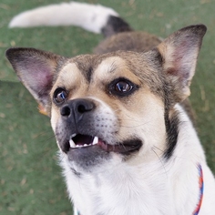 Chug Dogs for adoption in Las Vegas, NV, USA