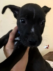 Medium Photo #1 Labrador Retriever-Unknown Mix Puppy For Sale in San Diego, CA, USA