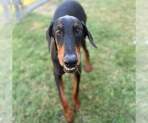 Doberman Pinscher Dogs for adoption in Texas City, TX, USA