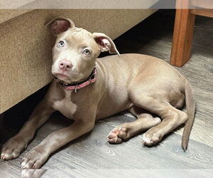 American Pit Bull Terrier-Unknown Mix Dogs for adoption in Holly Springs, NC, USA