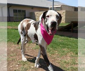 Great Dane Dogs for adoption in San Antonio, TX, USA