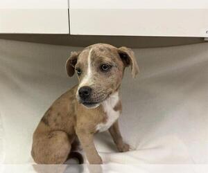 American Pit Bull Terrier Dogs for adoption in HESPERIA, CA, USA