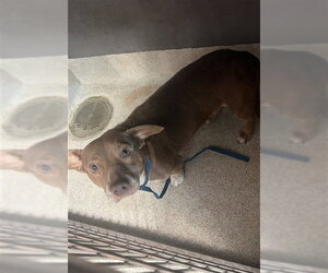 Dachshund-German Shepherd Dog Mix Dogs for adoption in Tallahassee, FL, USA