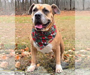Bullypit Dogs for adoption in Westminster, MA, USA