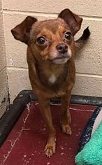 Medium Photo #1 Chihuahua Puppy For Sale in Jackson, NJ, USA