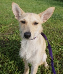 Mutt Dogs for adoption in Fort Pierce, FL, USA