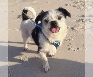 Mutt Dogs for adoption in Spring Lake, NC, USA