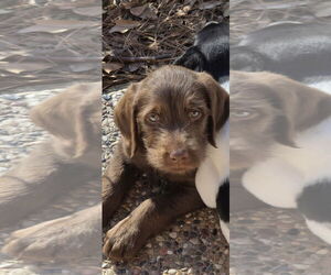 Labrador Retriever-Unknown Mix Dogs for adoption in The Woodlands, TX, USA