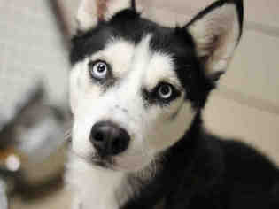 Siberian Husky Dogs for adoption in Fort Wayne, IN, USA