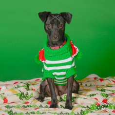 Miniature Pinscher-Unknown Mix Dogs for adoption in Northbrook, IL, USA