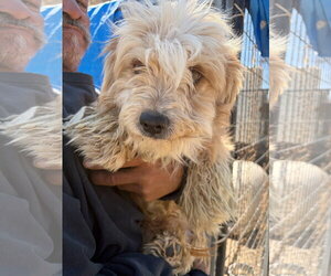 Poodle (Miniature)-Unknown Mix Dogs for adoption in Grafton, WI, USA