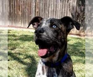 Catahoula Leopard Dog Dogs for adoption in Von Ormy, TX, USA
