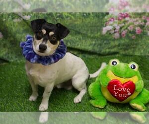 Chihuahua-Unknown Mix Dogs for adoption in Placerville, CA, USA