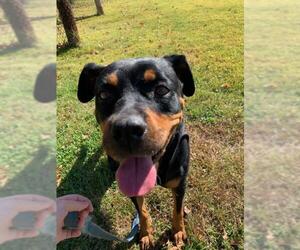 Rottweiler Dogs for adoption in Parker Ford, PA, USA