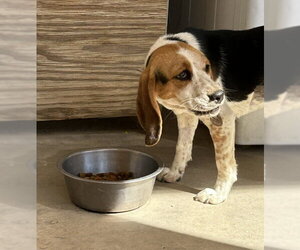 Beagle Dogs for adoption in Apple Valley, CA, USA