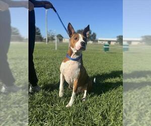 Labrador Retriever-Unknown Mix Dogs for adoption in Vero Beach, FL, USA
