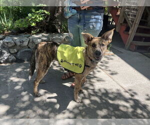 German Shepherd Dog Dogs for adoption in San Bernardino , CA, USA