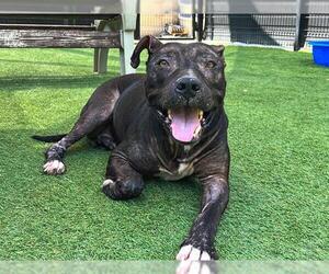 American Pit Bull Terrier Dogs for adoption in Orange, CA, USA