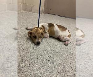 American Pit Bull Terrier-Unknown Mix Dogs for adoption in Conroe, TX, USA