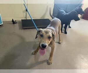 Labrador Retriever-Unknown Mix Dogs for adoption in Pasadena, CA, USA