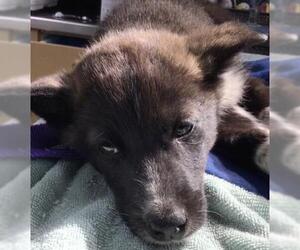 Mutt Dogs for adoption in Riverside, CA, USA