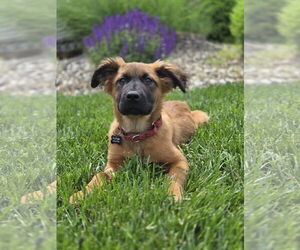 Mutt Dogs for adoption in Fenton, MO, USA
