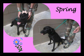 Labrador Retriever-Unknown Mix Dogs for adoption in Point Pleasant, PA, USA