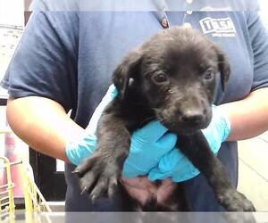 German Shepherd Dog-Unknown Mix Dogs for adoption in Tulsa, OK, USA