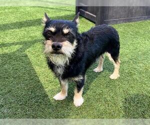 Toxirn Dogs for adoption in Orange, CA, USA