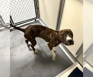 American Pit Bull Terrier Dogs for adoption in Glen Allen, VA, USA