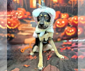 German Shepherd Dog-Unknown Mix Dogs for adoption in Long Beach, CA, USA