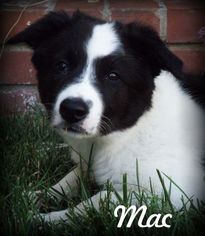 Small Border Collie Mix