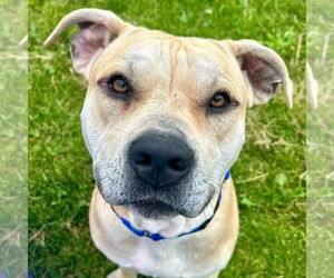 Mutt Dogs for adoption in Jefferson, WI, USA