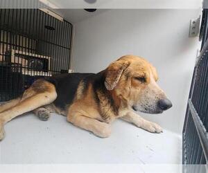 German Shepherd Dog-Unknown Mix Dogs for adoption in Houston, TX, USA