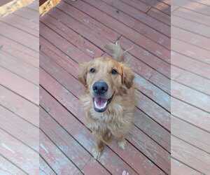 Golden Retriever-Unknown Mix Dogs for adoption in Fort Collins, CO, USA