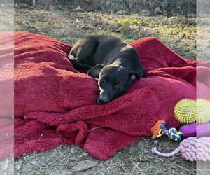Medium Photo #11 Mutt Puppy For Sale in Boston, MA, USA
