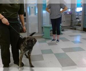 Mutt Dogs for adoption in Oklahoma City, OK, USA