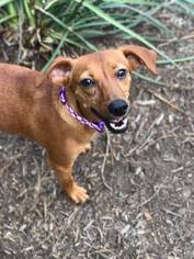 Doxie-Pin Dogs for adoption in Princeton, MN, USA