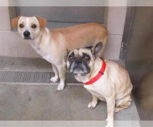 Frenchie Pug Dogs for adoption in Orange, CA, USA