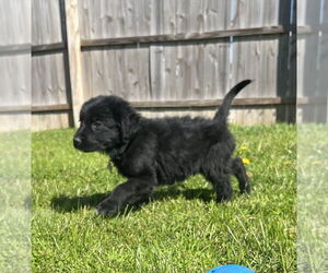 Mutt Dogs for adoption in Aurora, IN, USA