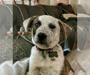 Mutt Dogs for adoption in Garden City, NY, USA