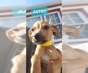 Chiweenie Dogs for adoption in toms river, NJ, USA