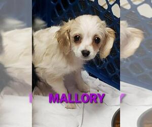 Cavalier King Charles Spaniel Dogs for adoption in Seaford, DE, USA