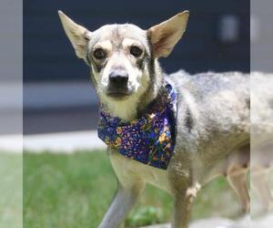 Siberian Husky-Unknown Mix Dogs for adoption in San Antonio, TX, USA