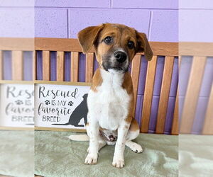 Beagle-Unknown Mix Dogs for adoption in Genesee, WI, USA