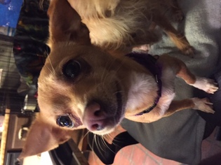 Chihuahua Dogs for adoption in REDDING, CA, USA