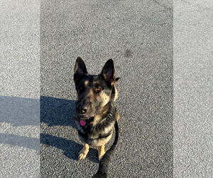 German Shepherd Dog Dogs for adoption in Virginia Beach, VA, USA