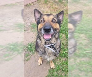 German Shepherd Dog Dogs for adoption in Fort Morgan, CO, USA