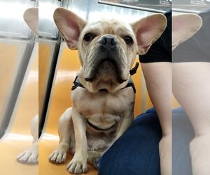 French Bulldog Dogs for adoption in Staten Island, NY, USA
