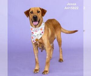 Labrador Retriever-Unknown Mix Dogs for adoption in Conroe, TX, USA